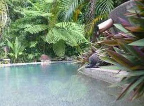 Daintree Rainforest Retreat Motel - Hervey Bay Accommodation 5