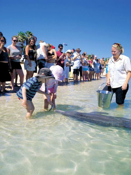 Monkey Mia Dolphin Resort - Hervey Bay Accommodation 1