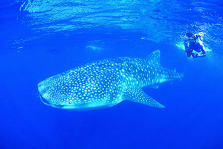 Ningaloo Reef Resort - Hervey Bay Accommodation 1