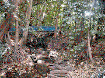 Rainforest Grove Holiday Resort - Hervey Bay Accommodation 3
