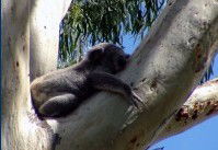 Dunbogan Caravan Park - Hervey Bay Accommodation 2