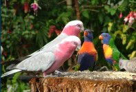 Dunbogan Caravan Park - Hervey Bay Accommodation 4