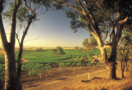BIG 4 Barossa Tourist Park - Hervey Bay Accommodation 5
