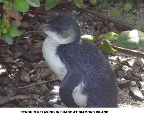 Diamond Island Resort - Hervey Bay Accommodation 2