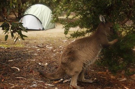 Western KI Caravan Park Cabins - Hervey Bay Accommodation 2