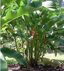 Virginia Heliconia Farm - Hervey Bay Accommodation 2