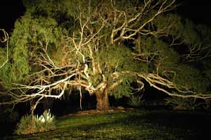 Adelaide Hills Country Cottages - The Nest - Tourism Hervey Bay 4