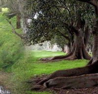 Rivergum Cottage - Hervey Bay Accommodation