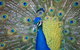 Willunga Peacock Farm Bed And Breakfast - thumb 0