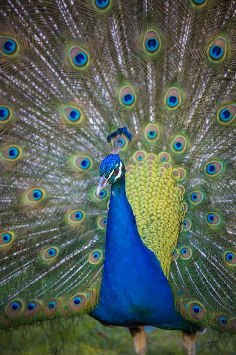 Willunga Peacock Farm Bed And Breakfast - Hervey Bay Accommodation 0