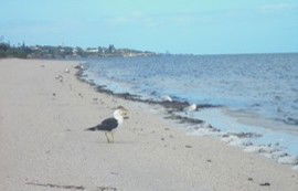 Tucked Away At Brownlow - Hervey Bay Accommodation 2