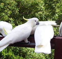 Lorikeet Lane BB - Hervey Bay Accommodation