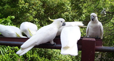 Lorikeet Lane B&B - Hervey Bay Accommodation 0