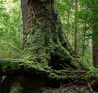 Land of the Giants Caravan Park - Hervey Bay Accommodation