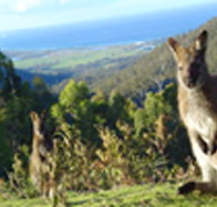 Rainbow Retreat Wilderness Eco Cabins - Tourism Hervey Bay