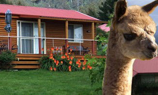 Maydena Country Cabins Accommodation & Alpaca Stud - Hervey Bay Accommodation 1