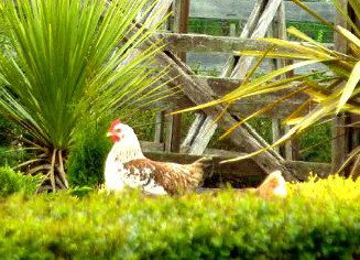 Hazelcreek Cottages - Hervey Bay Accommodation 5