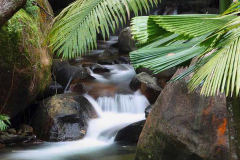 Daintree Secrets (Award Winning Retreat) - Hervey Bay Accommodation 1
