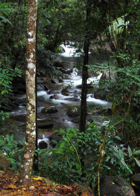 Daintree Secrets (Award Winning Retreat) - Hervey Bay Accommodation 2