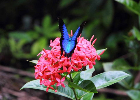 Daintree Secrets (Award Winning Retreat) - Hervey Bay Accommodation 5