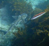 Honeymoon Bay - Hervey Bay Accommodation