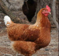 Avonmore Estate Biodynamic Winery - Tourism Hervey Bay