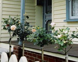 Rose Cottage Bed & Breakfast - Hervey Bay Accommodation 3