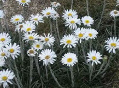 Targangil Ski Lodge - Hervey Bay Accommodation 3