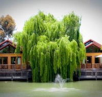 Perricoota Vines Retreat - Hervey Bay Accommodation