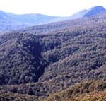 Callicoma Hill Eco-Cabins - Tourism Hervey Bay