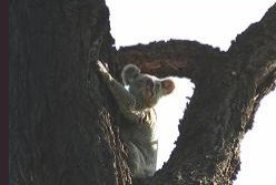 Hillsdale Hideaway Bed And Breakfast - Hervey Bay Accommodation 5