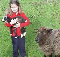 Cinnamon Coloureds Farmstay - Hervey Bay Accommodation