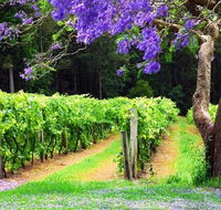 Bago Vineyards - Hervey Bay Accommodation