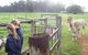Boronia Farm Farmstay - thumb 0