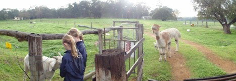 Boronia Farm Farmstay - Tourism Hervey Bay 0