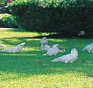 Aurora Kakadu - Hervey Bay Accommodation