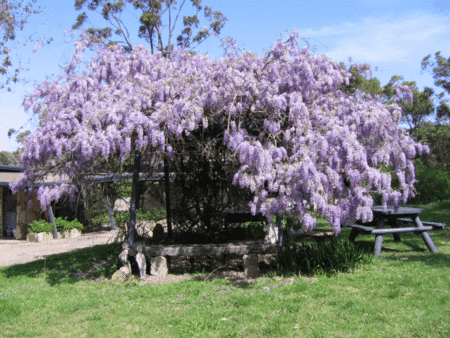 Studio Cottages Romantic Hideaway - Hervey Bay Accommodation 5