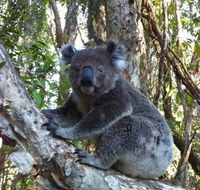 O'Carrollyns At One Mile Beach - Hervey Bay Accommodation