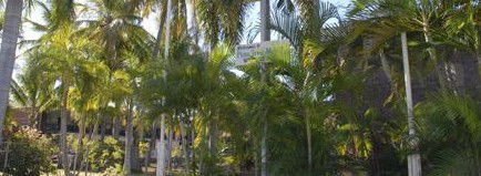 Pine Tree Motel - Hervey Bay Accommodation 2
