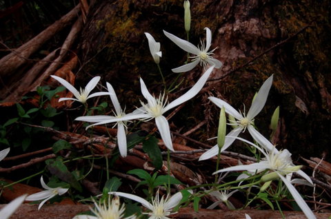 Walpole Wilderness Resort - Hervey Bay Accommodation 7