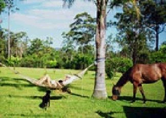 Neds Bed Horse O Tel - Hervey Bay Accommodation 0