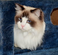 Crufts K9 Lodge amp Cat Hotel - Hervey Bay Accommodation