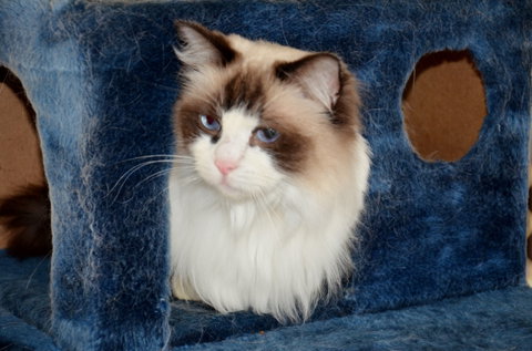 Crufts K9 Lodge & Cat Hotel - Hervey Bay Accommodation 0