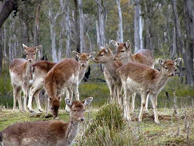 Lake Leake Chalet - Hervey Bay Accommodation 0
