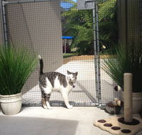 Caringbah Cat Hotel - Hervey Bay Accommodation