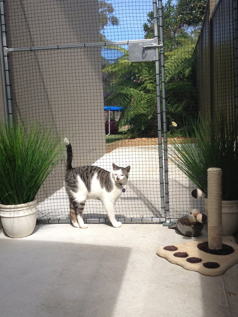Caringbah Cat Hotel - Hervey Bay Accommodation 0