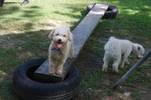 Beenleigh Pet Motel - Hervey Bay Accommodation 0