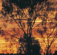 Tilmouth Well - Hervey Bay Accommodation