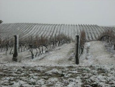 Turners Vineyard - Hervey Bay Accommodation 3