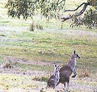 Kangaroo Ridge Retreat - Hervey Bay Accommodation